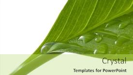  Presentation with water leaf - Cool new presentation theme with macro of leaf with water drops backdrop and a yellow colored foreground