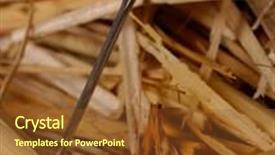  Presentation with needle - Beautiful slides featuring lost found - macro of needle backdrop and a tawny brown colored foreground