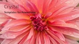  Presentation with romance pink - Slides consisting of macro-of-pink-dahlia-flower background and a coral colored foreground