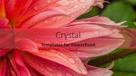  Presentation with romance pink - Slide set having macro-of-pink-dahlia-flower background and a red colored foreground