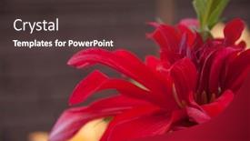  Presentation with romance pink - PPT layouts consisting of macro-of-pink-dahlia-flower background and a dark gray colored foreground