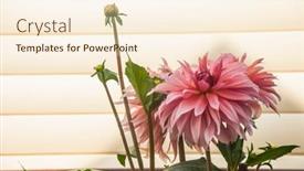  Presentation with romance pink - Presentation theme having macro-of-pink-dahlia-flower background and a cream colored foreground