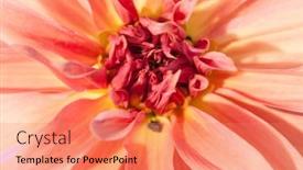  Presentation with romance pink - Presentation consisting of macro-of-pink-dahlia-flower background and a coral colored foreground