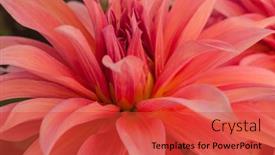  Presentation with romance pink - PPT theme featuring macro-of-pink-dahlia-flower background and a red colored foreground
