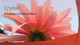  Presentation with romance pink - Theme consisting of macro-of-pink-dahlia-flower background and a coral colored foreground