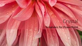  Presentation with romance pink - PPT layouts consisting of macro-of-pink-dahlia-flower background and a red colored foreground