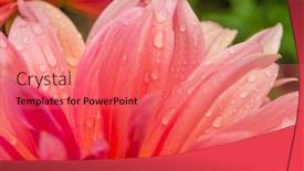  Presentation with romance pink - Slide set enhanced with macro-of-pink-dahlia-flower background and a coral colored foreground