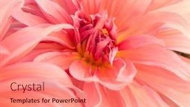  Presentation with romance pink - Presentation theme enhanced with macro-of-pink-dahlia-flower background and a coral colored foreground