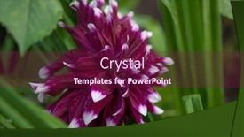  Presentation with romance pink - Presentation theme featuring macro-of-pink-dahlia-flower background and a violet colored foreground