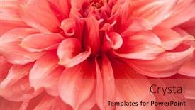  Presentation with romance pink - Presentation theme enhanced with macro-of-pink-dahlia-flower background and a  colored foreground