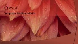  Presentation with dahlia - PPT theme having macro-of-pink-dahlia-flower background and a  colored foreground