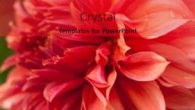  Presentation with romance pink - Presentation theme enhanced with macro-of-pink-dahlia-flower background and a red colored foreground