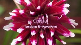  Presentation with romance pink - Presentation enhanced with macro-of-pink-dahlia-flower background and a violet colored foreground