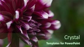  Presentation with romance pink - PPT theme consisting of macro-of-pink-dahlia-flower background and a tawny brown colored foreground