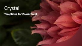  Presentation with romance pink - Presentation consisting of macro-of-pink-dahlia-flower background and a black colored foreground