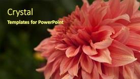  Presentation with romance pink - PPT theme enhanced with macro-of-pink-dahlia-flower background and a wine colored foreground