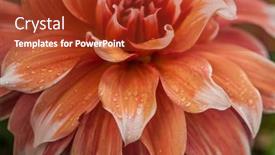  Presentation with romance pink - Presentation theme featuring macro-of-pink-dahlia-flower background and a crimson colored foreground