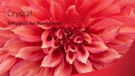  Presentation with romance pink - Slides having macro-of-pink-dahlia-flower background and a red colored foreground