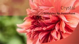  Presentation with romance pink - Presentation having macro-of-pink-dahlia-flower background and a coral colored foreground