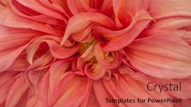  Presentation with romance pink - Theme enhanced with macro-of-pink-dahlia-flower background and a red colored foreground