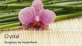  Presentation with stem - Cool new presentation with macro of pink orchid with bamboo stem on bamboo stick straw mat backdrop and a lemonade colored foreground