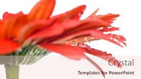  Presentation with gerbera daisy - Cool new slide deck with macro of red daisy-gerbera head with water drops isolated on white backdrop and a lemonade colored foreground