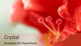  Presentation with red hibiscus rosa sinensis flower - Presentation design featuring hibiscus rosa-sinensis national flower background and a red colored foreground