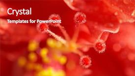  Presentation with malaysia hibiscus - Cool new slides with hibiscus rosa-sinensis national flower backdrop and a crimson colored foreground