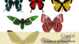  Presentation with butterflies - Presentation theme featuring macro-of-seven-butterflies-isolated background and a blonde colored foreground