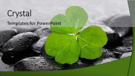  Presentation with clover - Presentation design with macro of shamrock leaf background and a light gray colored foreground