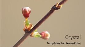  Presentation with bud - PPT theme consisting of macro of spring bud flower on tree branch nature composition background and a coral colored foreground