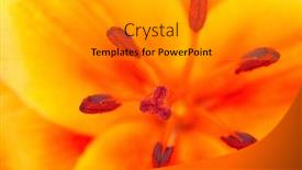  Presentation with ovary - Presentation design consisting of macro-of-stamens-and-ovary background and a gray colored foreground