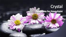  Presentation with zen - Presentation design having macro of three chamomiles on zen pebbles background and a black colored foreground