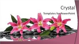  Presentation with lily - Cool new presentation design with macro of three red lily backdrop and a white colored foreground