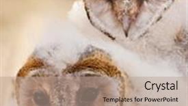  Presentation with chick - Audience pleasing presentation theme consisting of two baby african grass owl backdrop and a coral colored foreground