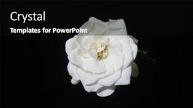  Presentation with stem - Theme with macro-of-white-gardenia-flower background and a black colored foreground