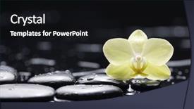  Presentation with zen stones - Audience pleasing presentation design consisting of white orchid and zen stone backdrop and a black colored foreground