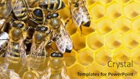  Presentation with honey bee - Presentation theme having panoramic view of nice light living room background and a gray colored foreground