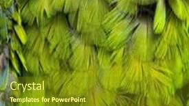  Presentation with white green - Presentation having macro-on-a-furious-great background and a tawny brown colored foreground