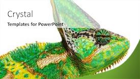  Presentation with head - Slide deck with macro-on-a-veiled-chameleon background and a white colored foreground