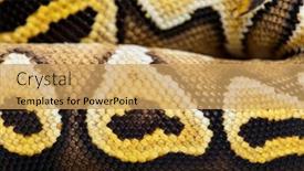  Presentation with python - Presentation theme having macro-on-pastel-avc-ball background and a yellow colored foreground