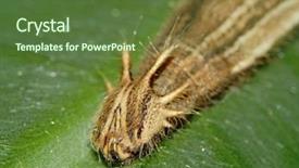  Presentation with caterpillar - Beautiful presentation design featuring macro-photo-of-a-beautiful backdrop and a tawny brown colored foreground