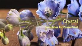  Presentation with blue flower - Presentation enhanced with macro-photo-of-a-blue background and a violet colored foreground