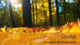  Presentation with fall leaves - Audience pleasing theme consisting of macro photo of a fallen backdrop and a gold colored foreground