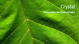 Presentation with green leaf - Cool new presentation theme with transpiration - macro photo of a green backdrop and a forest green colored foreground