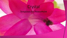  Presentation with cactus - Colorful PPT theme enhanced with macro photo of a pinkish backdrop and a  colored foreground