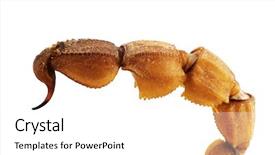  Presentation with photo - Slide deck having blueprints and brown paper - view from above background and a coral colored foreground