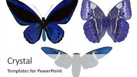  Presentation with butterflies - Amazing slides having macro photo of blue and black butterflies isolated on white background backdrop and a white colored foreground