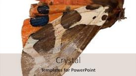  Presentation with orange butterfly - 