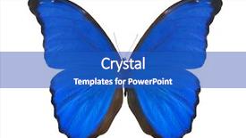  Presentation with butterfly - PPT layouts consisting of macro photo of butterfly isolated background and a cobalt blue colored foreground